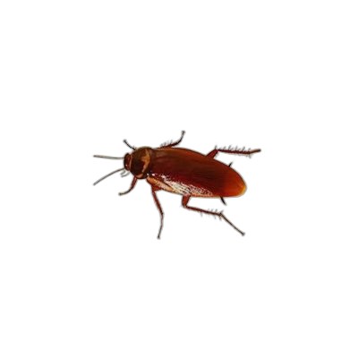 Cockroach Control Products